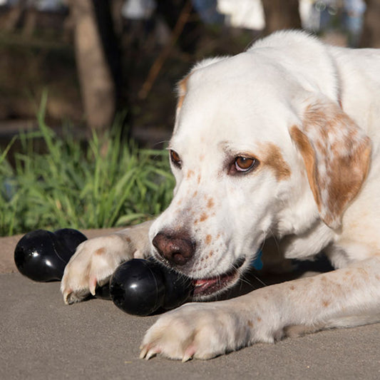 KONG Extreme Goodie Bone Dog Toy