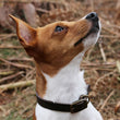 Ancol dog collar latigo leather havana