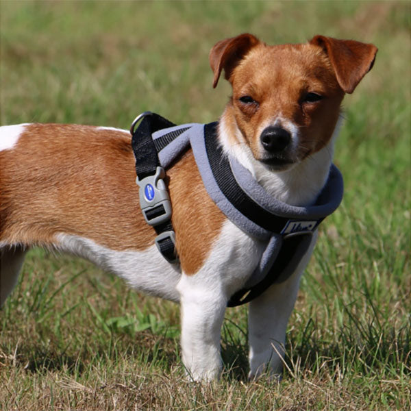 Ancol Viva Padded Dog Harness Black S 36-42cm Pawsome Pets At Home