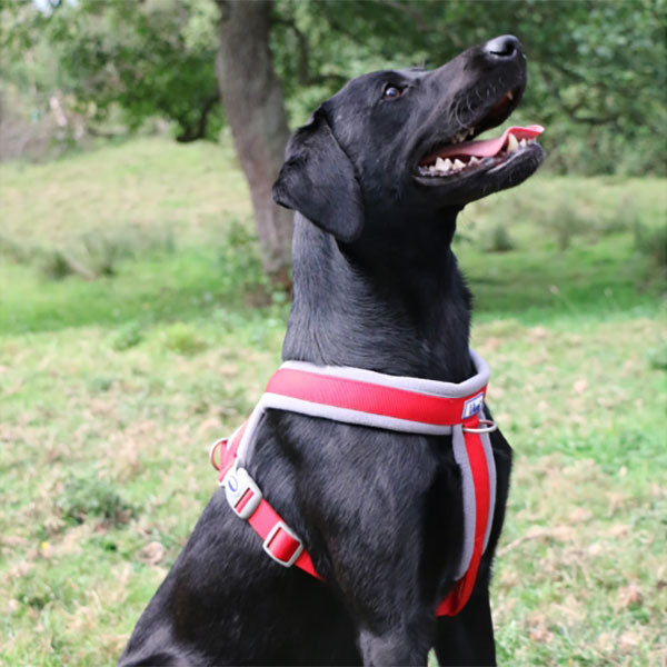 Ancol Viva Padded Dog Harness Black S 36-42cm Pawsome Pets At Home