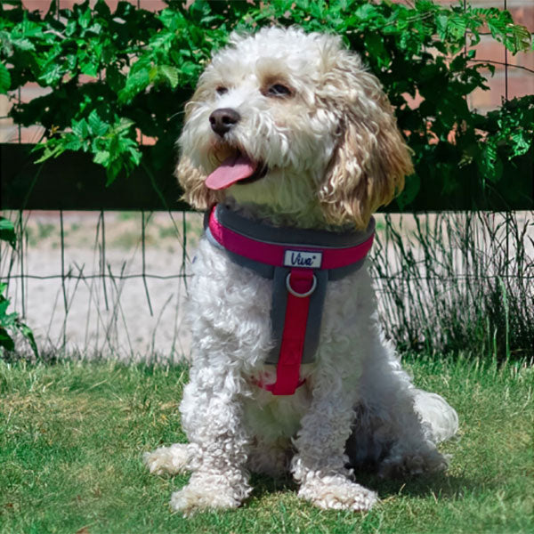 Ancol Viva Padded Dog Harness Black S 36-42cm Pawsome Pets At Home