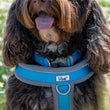 Ancol Viva Padded Dog Harness Black S 36-42cm Pawsome Pets At Home