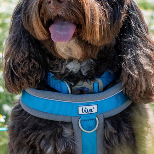 Ancol Viva Padded Dog Harness Black S 36-42cm Pawsome Pets At Home