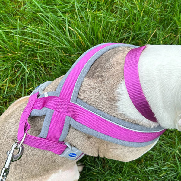 Ancol Viva Padded Dog Harness Black S 36-42cm Pawsome Pets At Home