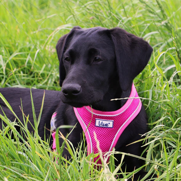 Viva Comfort Dog Harness Pink XS 28-40cm