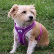 Viva Comfort Dog Harness Purple XS 28-40cm