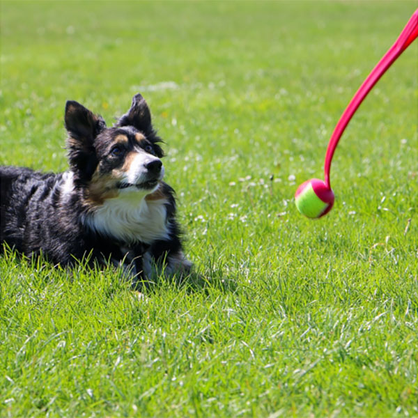 Chase Tennis Ball Launcher Dog Toy