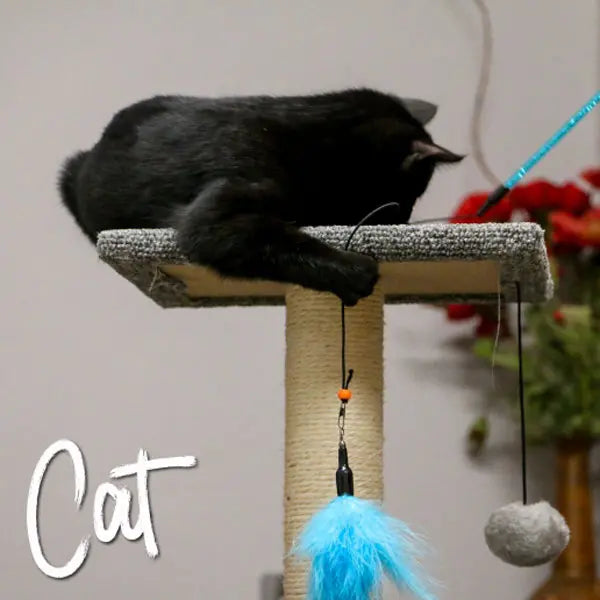 Feather dangler cat toy showing wand handle and feather string attachments