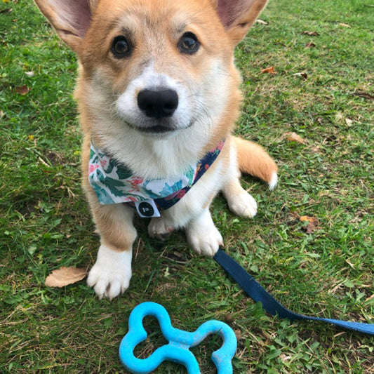 Ancol - Small Bite Soft Bones Dog Toy Pawsome Pets At Home