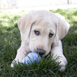 KONG Puppy Dog Toy  - Pink or Blue