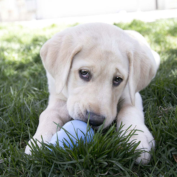 KONG Puppy Dog Toy  - Pink or Blue