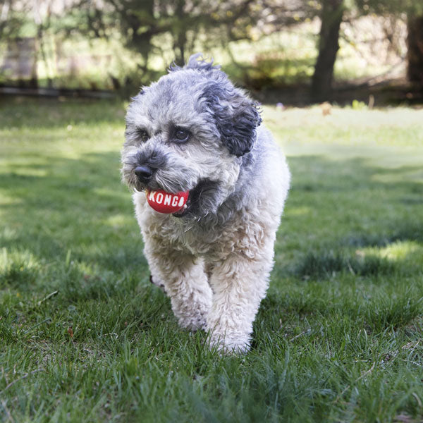 KONG Signature Balls Dog Toy - 2 pack