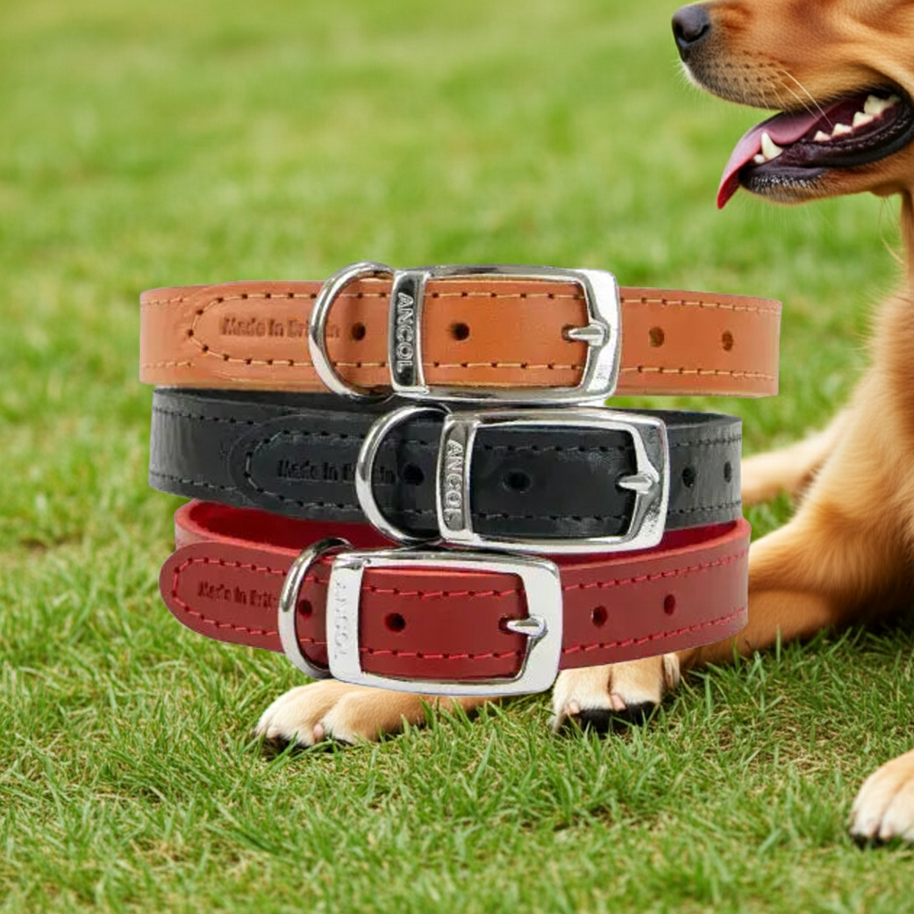 Ancol Classic Leather Dog Collar UK - Adjustable Sizes