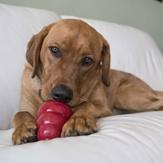 KONG Peanut Butter Snacks Dog Treats