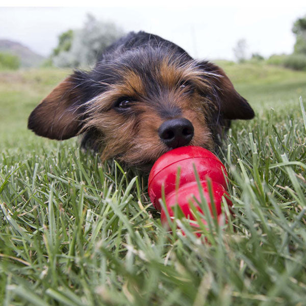 KONG Peanut Butter Easy Dog Treat