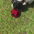 Dog with snuffle ball video